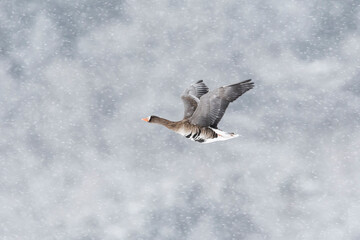 降雪の中を飛ぶマガン(Greater white-fronted goose)