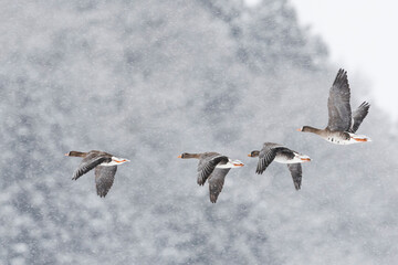 降雪の中を飛ぶマガンの群れ(Greater white-fronted goose)