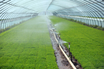 Rice seedling greenhouse, North China