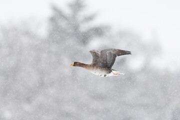 降雪の中を飛ぶマガン(Greater white-fronted goose)