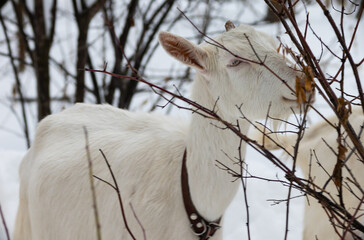 white milking goats with a collar eat branches in the winter in the forest