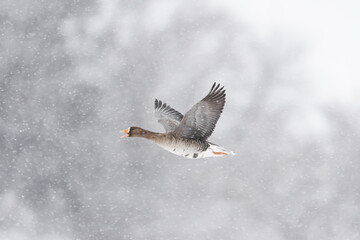 降雪の中を鳴きながら飛ぶマガン(Greater white-fronted goose)