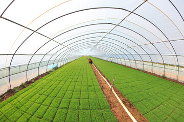 The technician is checking the growth of rice seedlings.