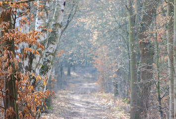 a dirt trail through a forest woodland landscape