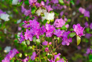 Japanischer Garten  EGA Erfurt Kirschblüte
