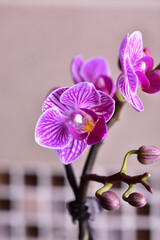 Lilac small orchid against the background of mosaic tiles.