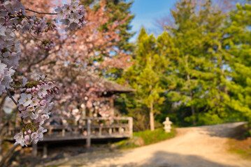 Japanischer Garten  EGA Erfurt Kirschblüte