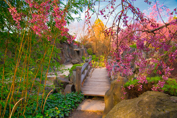 Japanischer Garten  EGA Erfurt Kirschbl&uuml;te