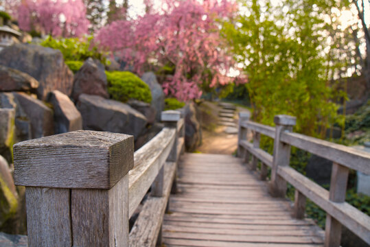 Japanischer Garten  EGA Erfurt Kirschbl&uuml;te