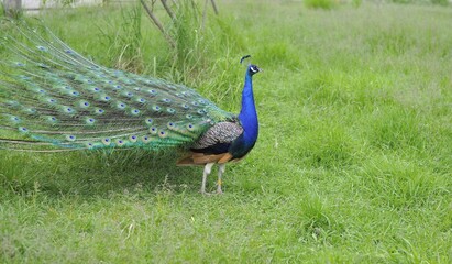 Obraz premium peafowl walks on the green grass. Beautiful peacock. High quality photo