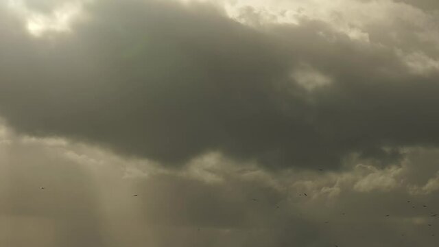 Bird flock flying in coastal storm clouds