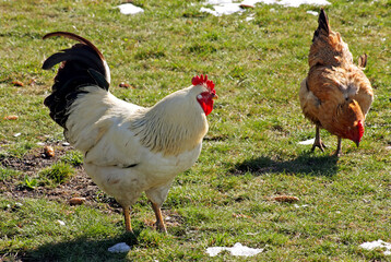 Rooster and hen on tne green grass.