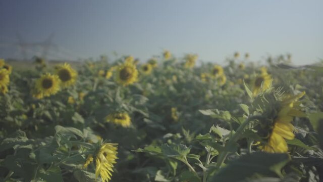 Sunflower and sky