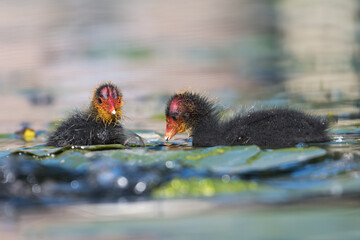 A swimming Eurasian Coot (Fulica atra) Chick. Photographed in the Netherlands.