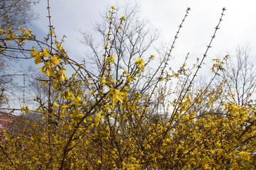 yellow flowers of blue sky