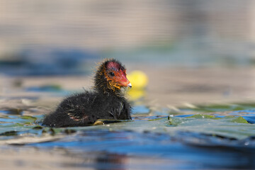 A swimming Eurasian Coot (Fulica atra) Chick. Photographed in the Netherlands.