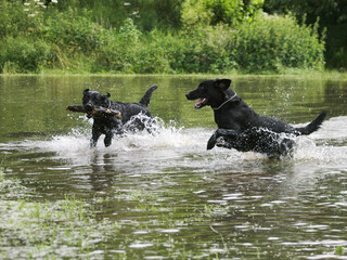Two Dogs Playing in Water