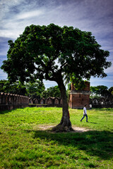 Obraz premium A beautiful tree on the traditional field