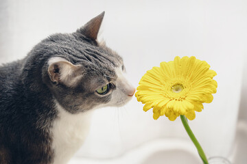 Adult cat smelling yellow gerbera on light background. Gray cat sniffing flower. Cozy morning at...