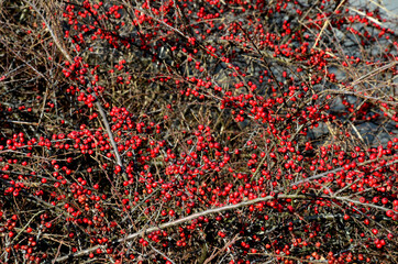 s one of the medium-sized deciduous creeping low shrubs. forms a dense impermeable cover. It is...