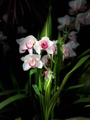Obraz premium pink and white orchid 