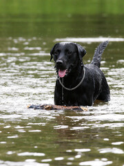 Dog Playing in Water