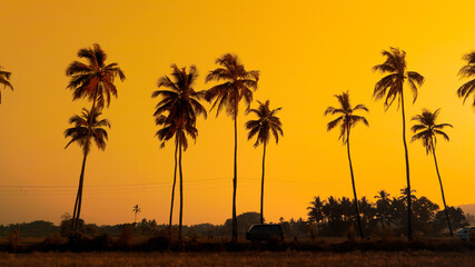 Silhouette of palm tree at sunset background - obrazy, fototapety, plakaty