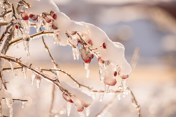 A branch with Red berries with ice and melting icicles. Artistic photo. Beautiful bokeh in the background. Close-up. Selective focus. Thaw. - obrazy, fototapety, plakaty