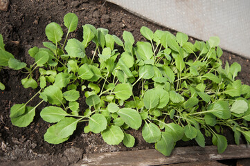 seedlings top view,cabbage seedlings top view
