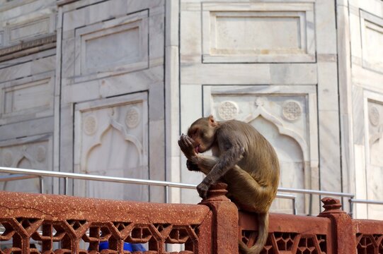 singe devant le Taj Mahal, Agra, Rajasthan, Inde