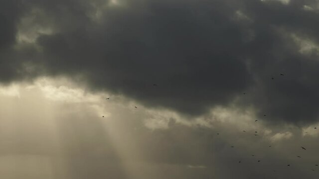 Bird flock flying in front of dark storm clouds and god beams