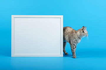 cat and white empty frame with mock up are on blue background