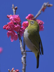 a green bird and pink flowers in the blue sky