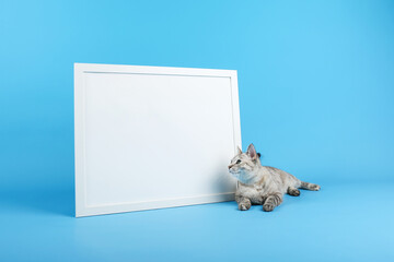 cat is looking with interest on white empty frame with mock up on blue background