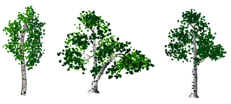 Set of birch trees isolated on white background. Vector illustration.