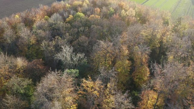 Aerial - Forest in fall in Germany, Europe
