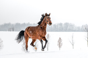 Obraz na płótnie Canvas Running brown english thoroughbred on snow. Power, elegance.