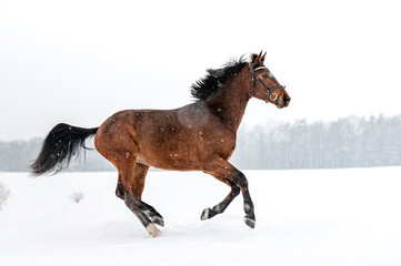 Running brown english thoroughbred on snow. Power, elegance.