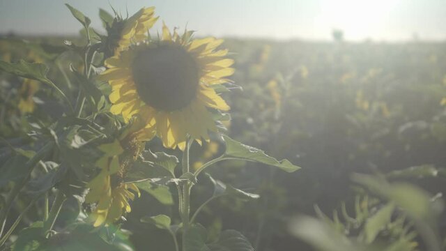 sunflower and bee