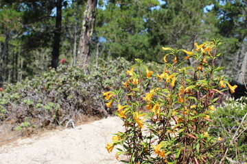 Obraz premium 17 Mile Drive