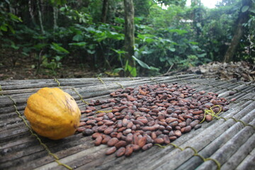 Kakaofarm in Ghana