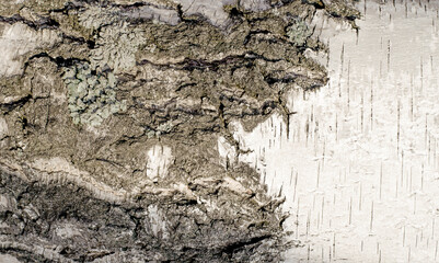 
Birch bark