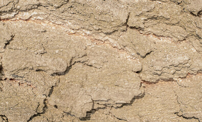 aspen bark  background