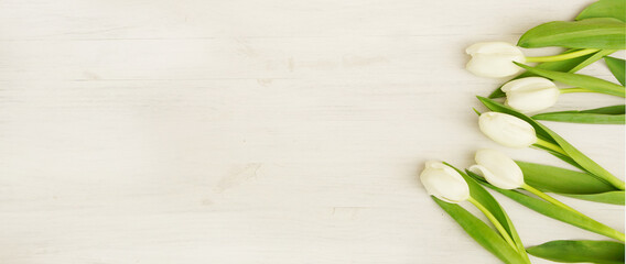 white tulips on white wooden board, banner, header, headline, panorama