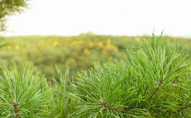 green pine branches background