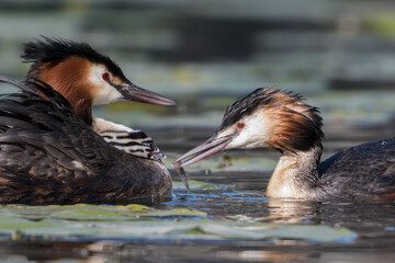 Great crested grebe (Podiceps cristatus) feeds its young a fish.