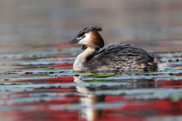 Mother Great crested grebe (Podiceps cristatus) swims around with her young hidden between her feathers.