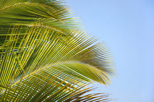 
Tropical background with exotic palm leaves. Tropical  leaves with sunshine on blue sky background, copy space. Summer holidays.