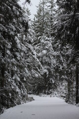 Winterwald