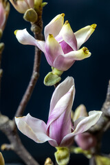Obraz premium Magnolia flower in a vase